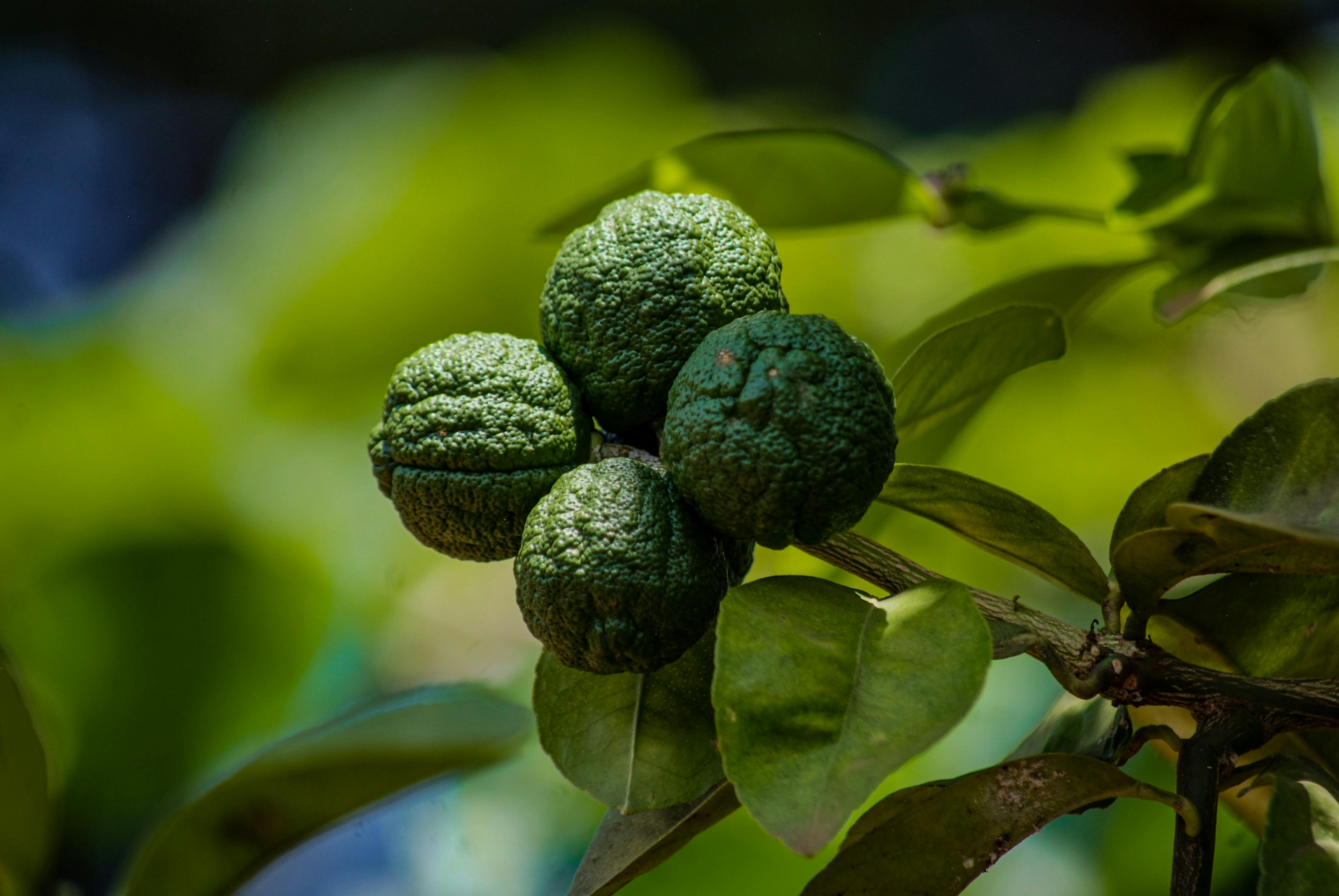 Championing Climate Action